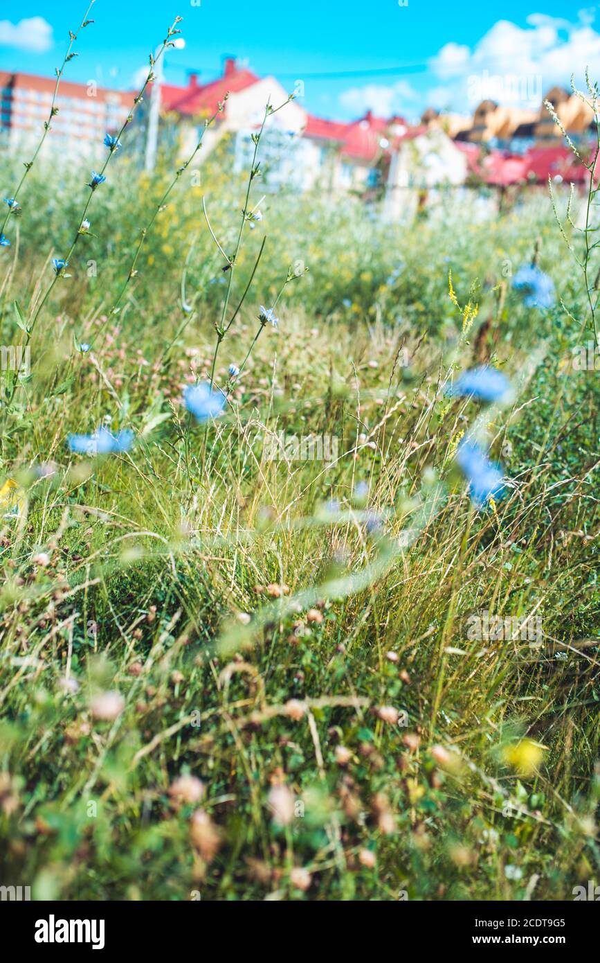 Feld von Wildblumen über verschwommenem Hintergrund von Stadthäusern. Makroaufnahme mit selektivem Fokus und flachem Freiheitsgrad Stockfoto