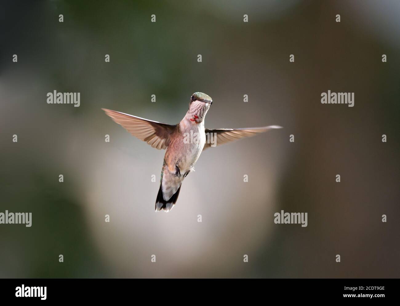 Ein unreifer männlicher rubinkehliger Kolibri, der vor einem verschwommenen Hintergrund schwebt. Stockfoto