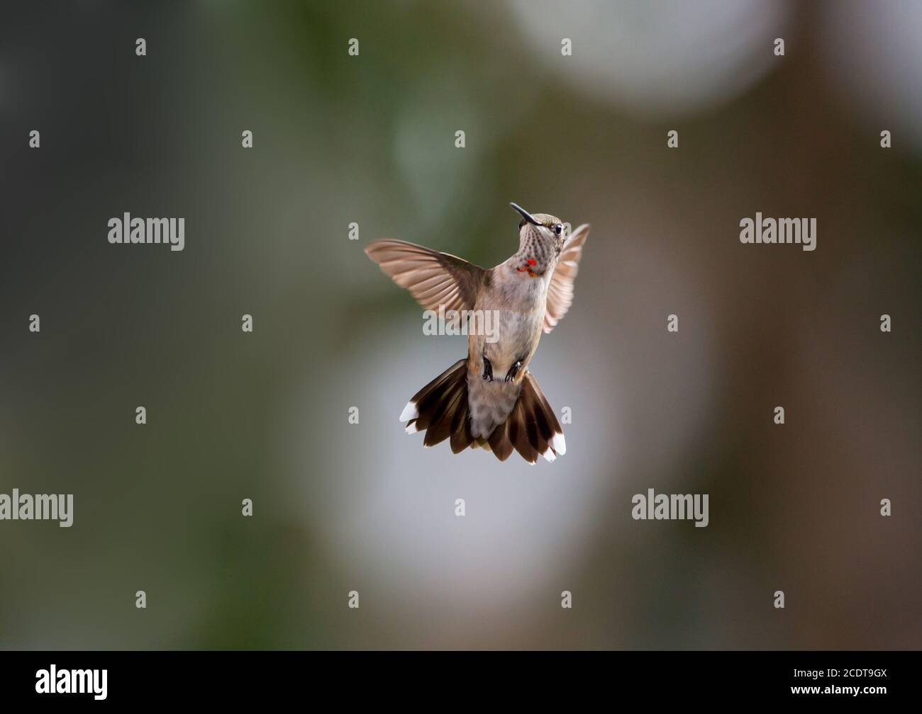 Ein unreifer männlicher rubinkehliger Kolibri, der vor einem verschwommenen Hintergrund schwebt. Stockfoto