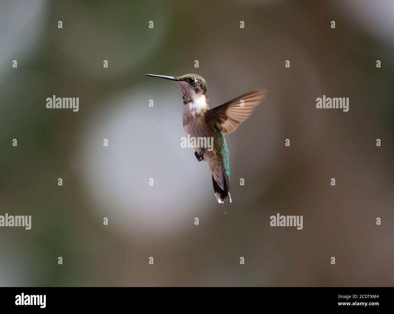 Profil eines unreifen männlichen rubinkehligen Kolibris, der vor einem verschwommenen Hintergrund schwebt. Stockfoto