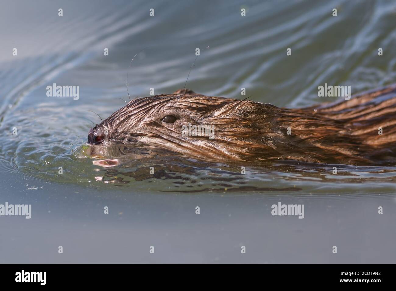 Bisamratte Stockfoto