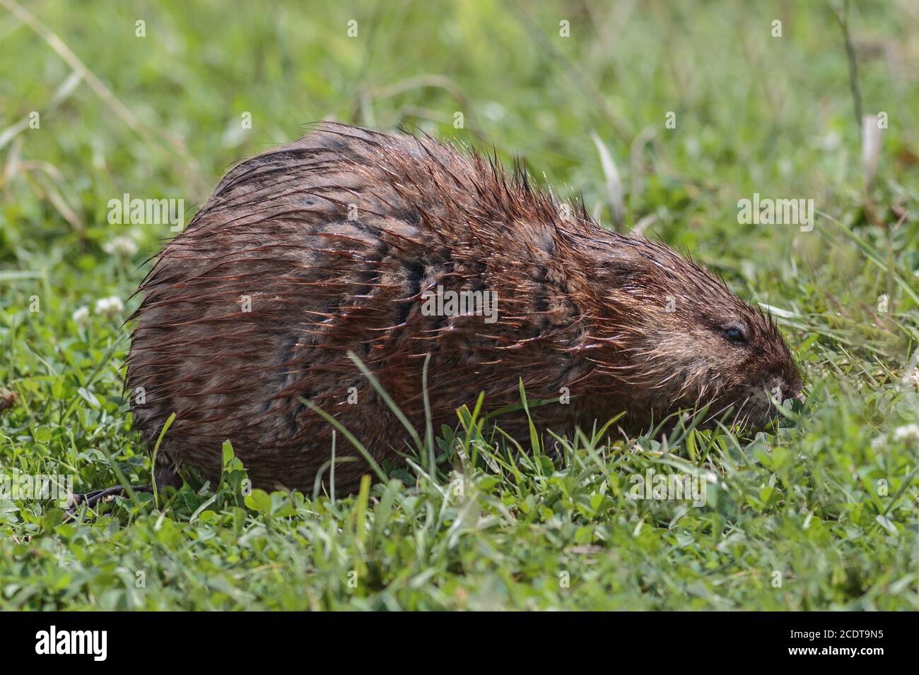 Bisamratte essen Fotos und Bildmaterial in hoher Auflösung Alamy