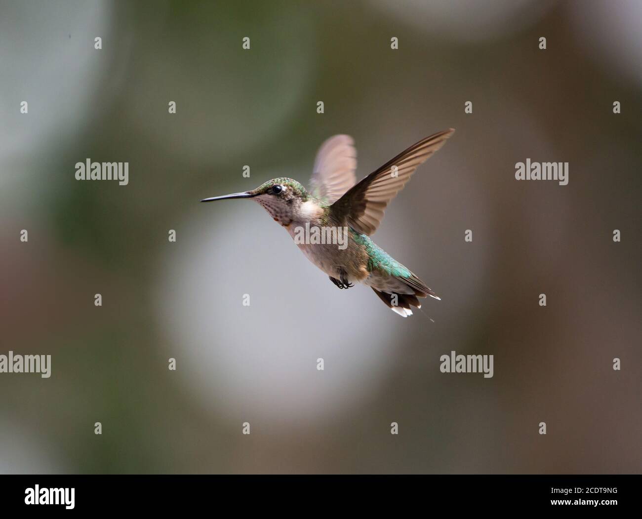 Profil eines unreifen männlichen rubinkehligen Kolibris, der vor einem verschwommenen Hintergrund schwebt. Stockfoto