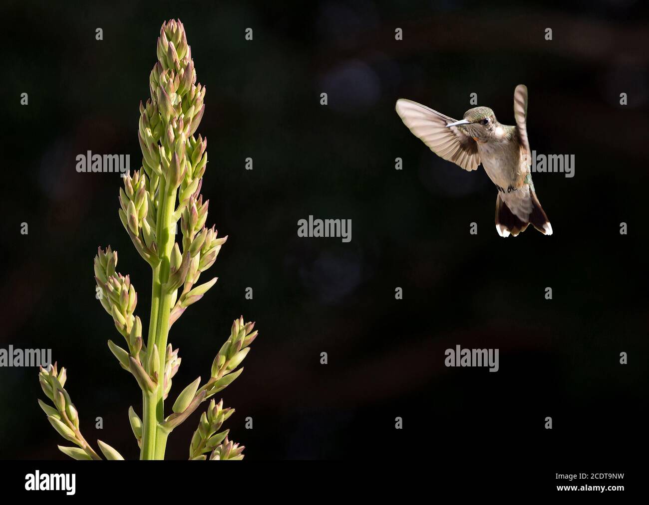 Ein unreifer männlicher rubinkehliger Kolibri, der vor einem dunklen Hintergrund in der Nähe eines Yucca-Blütenstiels schwebt. Stockfoto