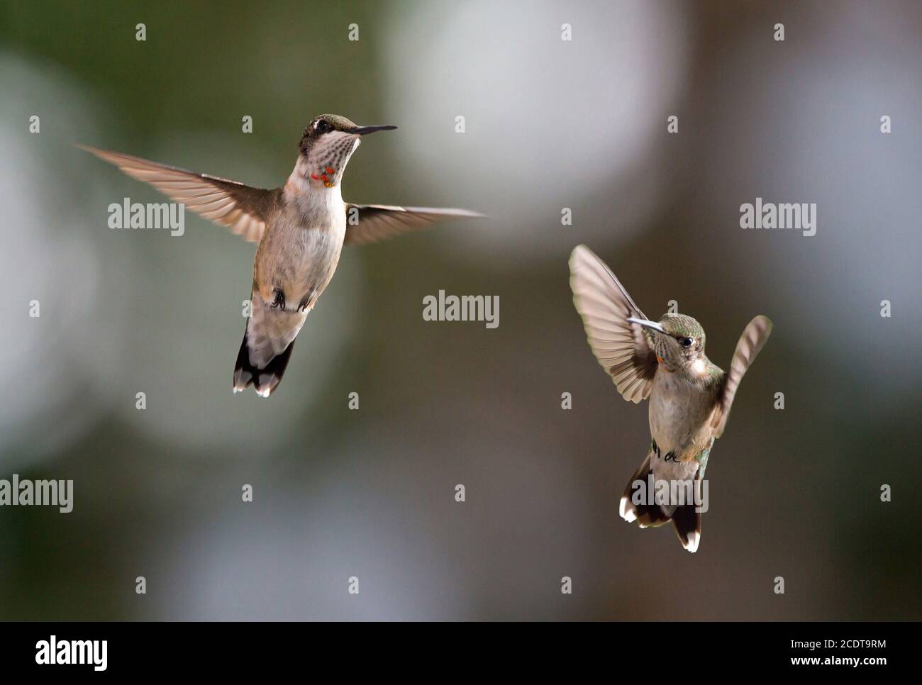 Zwei unreife rubinkehlige Kolibris schweben vor einem verschwommenen Hintergrund. Stockfoto