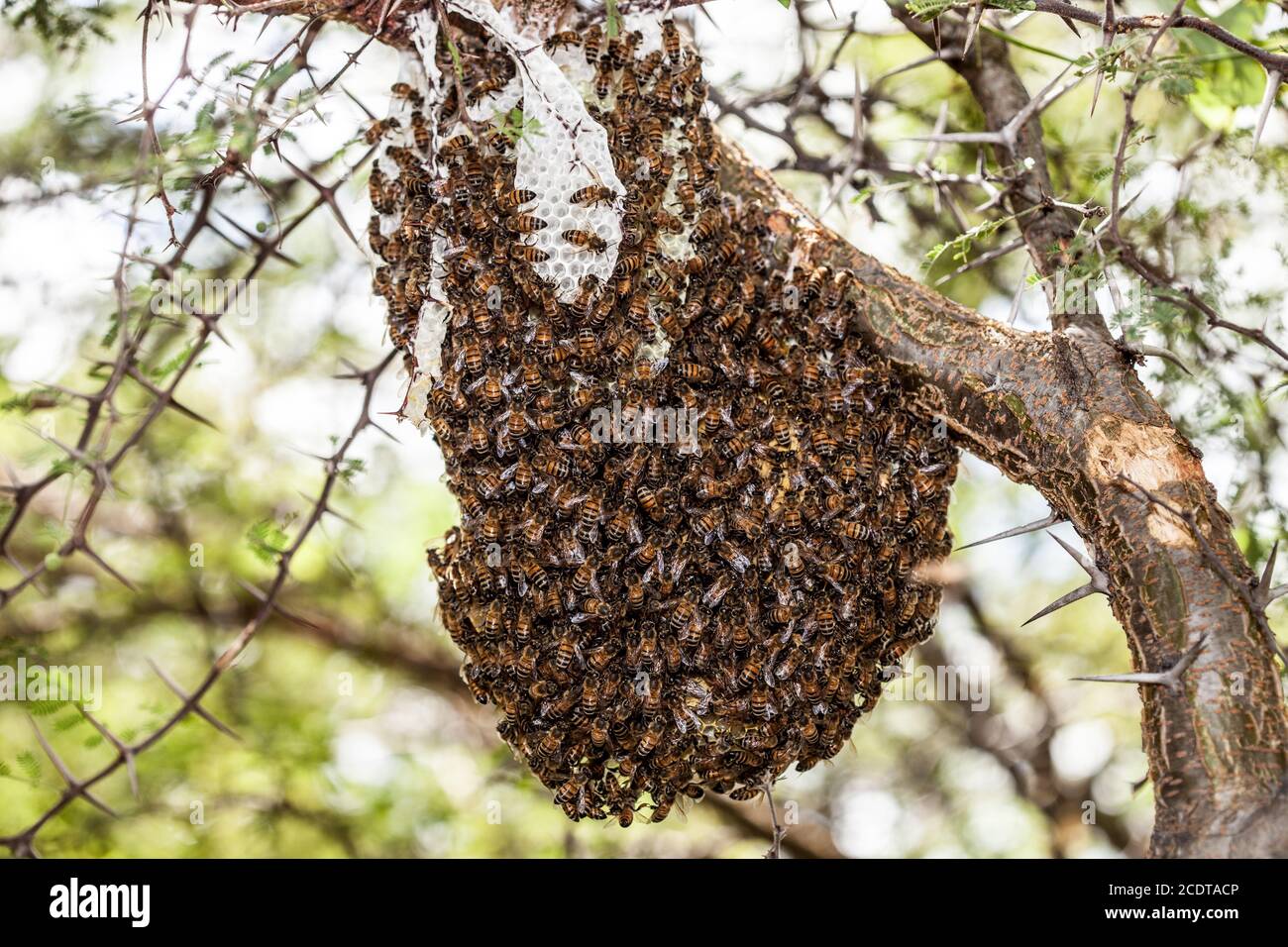 Ein Kolonie wilder oder entkommener afrikanisierter Bienen Stockfoto
