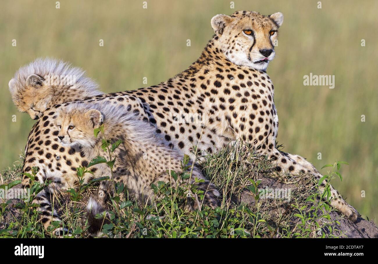 Neugierige Geparden Jungen mit einer wachsamen Mutter Stockfoto
