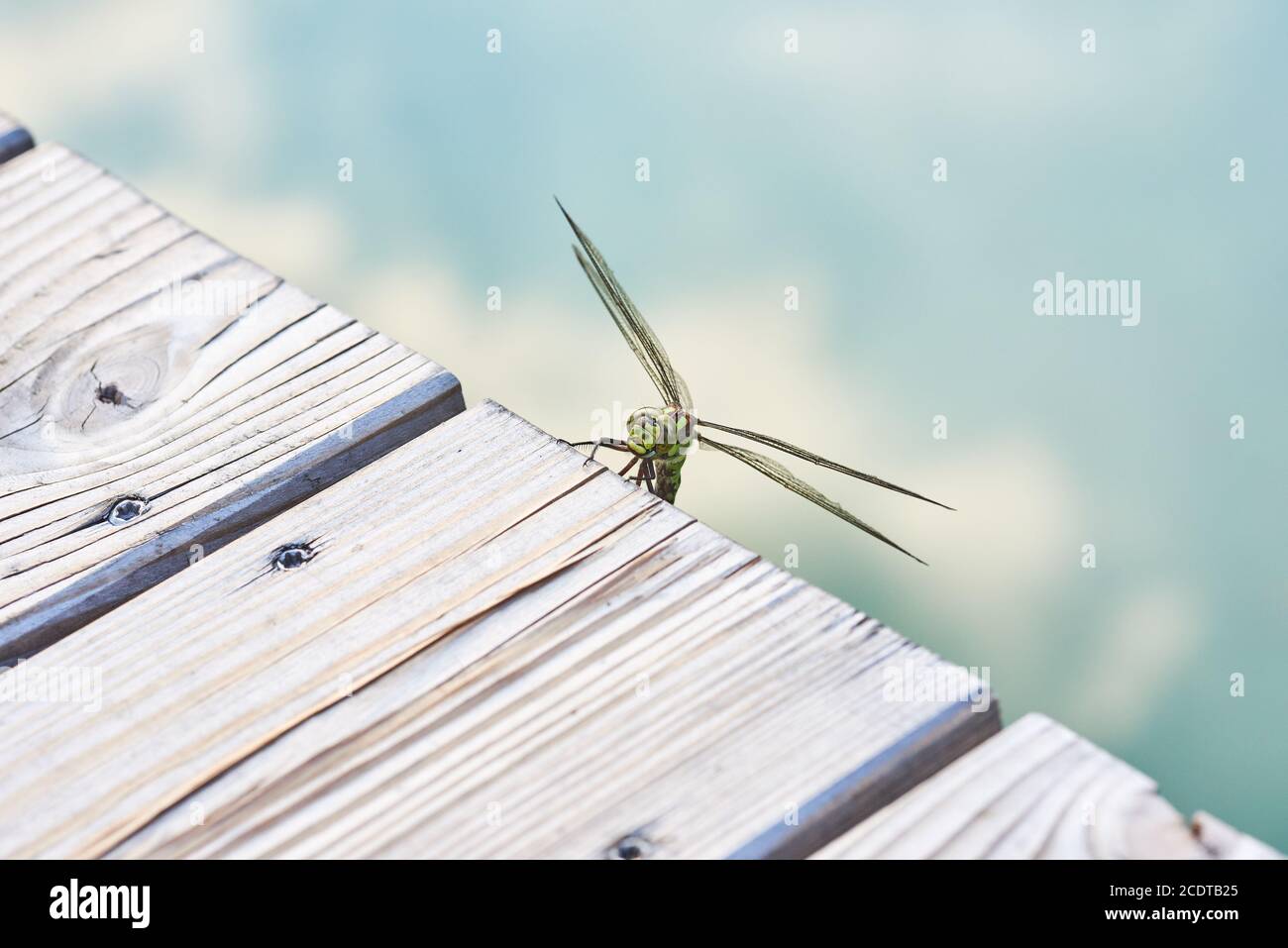 Southern Hawker am Seeufer Stockfoto