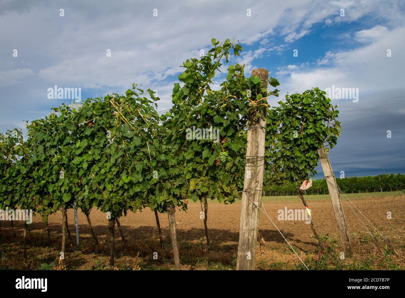 Weinbau, Weinbau im Burgenland, Österreich Stockfoto