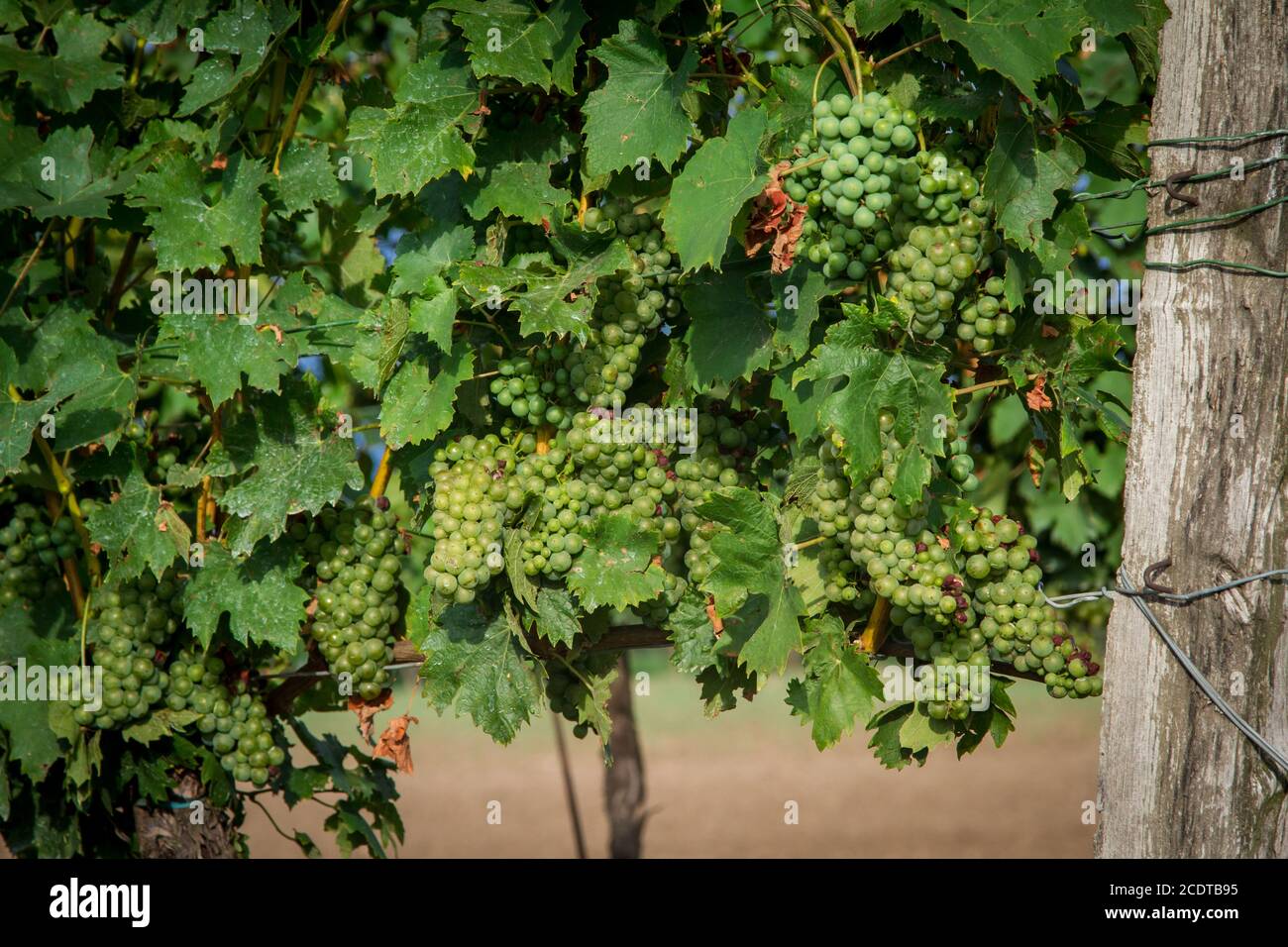 Weinbau, Weinbau im Burgenland, Österreich Stockfoto