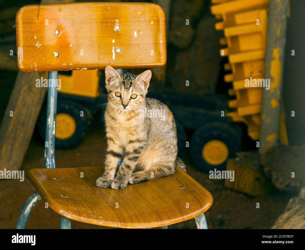 Graue Katze auf einem Stuhl auf einem Bauernhof Stockfoto
