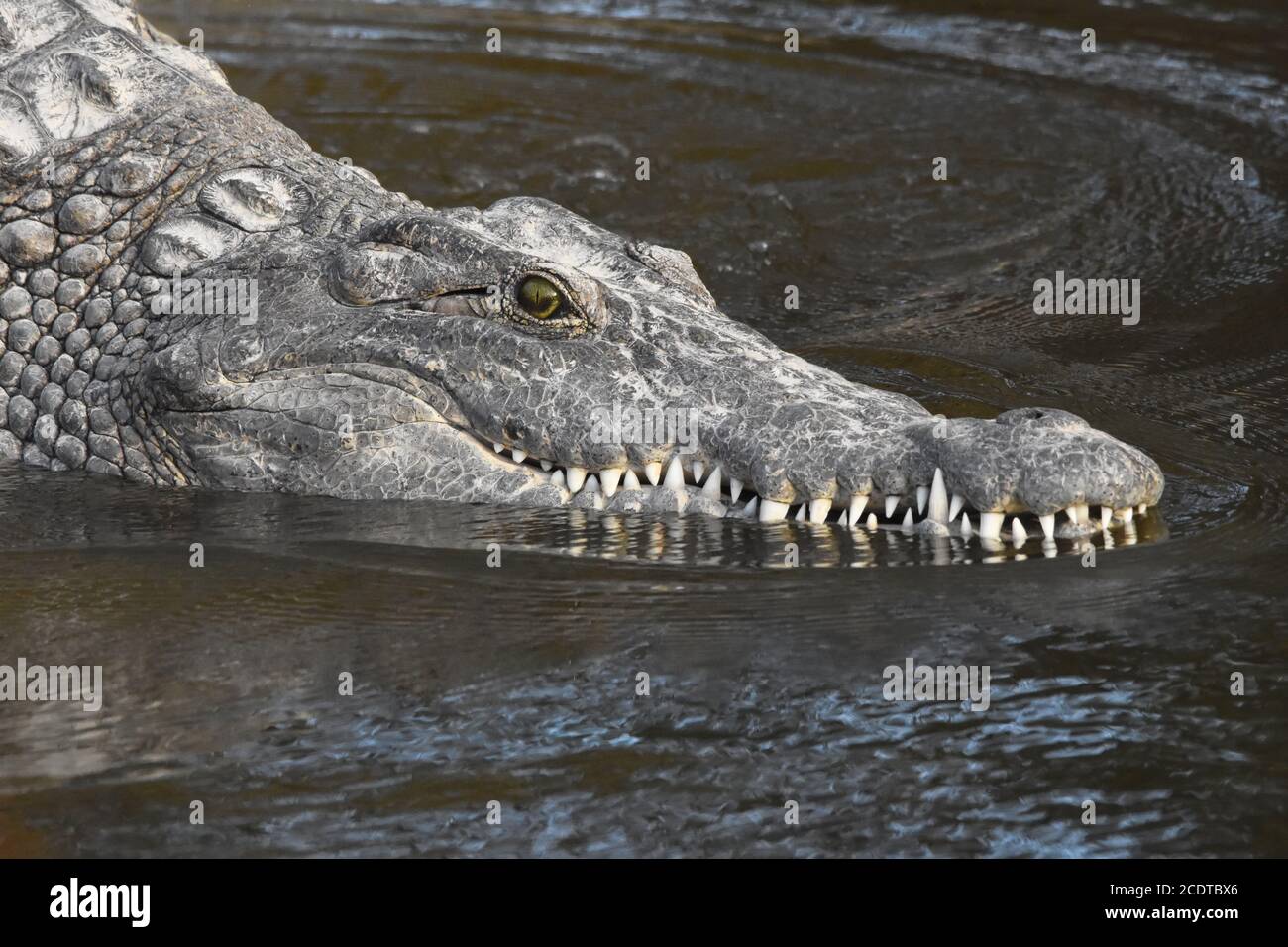 Krokodilkopf, der ins Wasser eindringt - Nahaufnahme Stockfoto