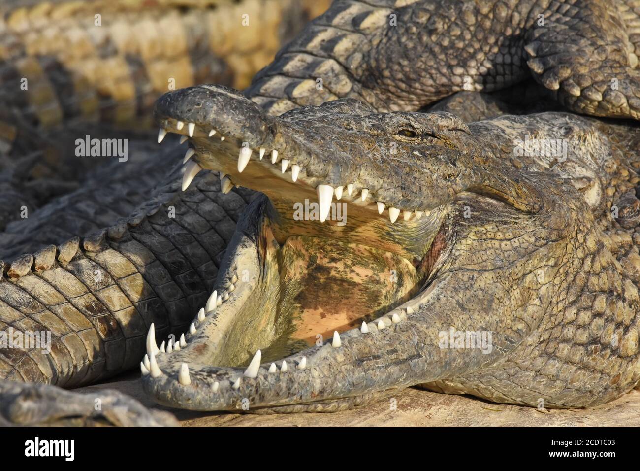 Offener Alligator-Mund. Stockfoto