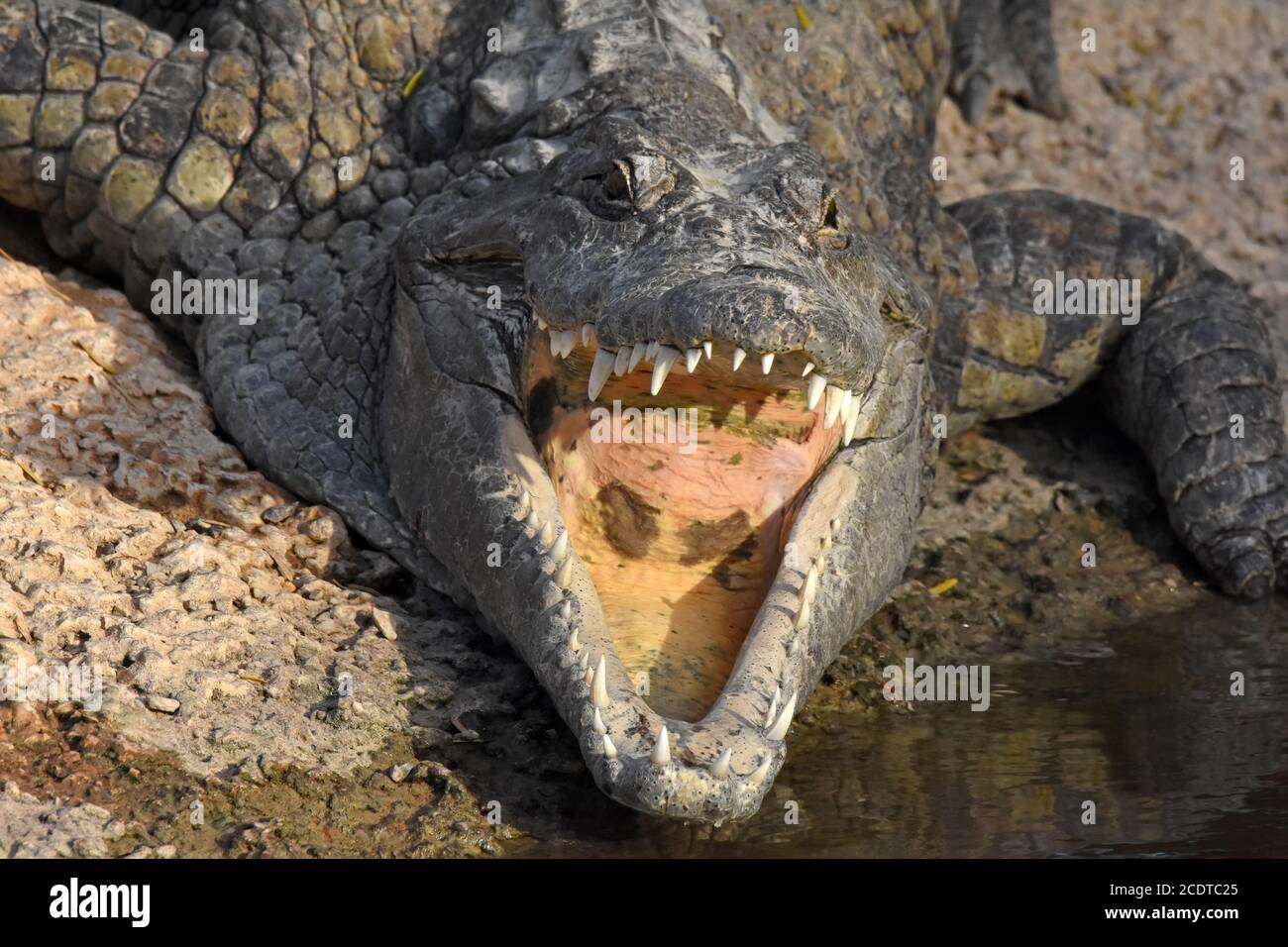 Offener Alligator-Mund. Stockfoto