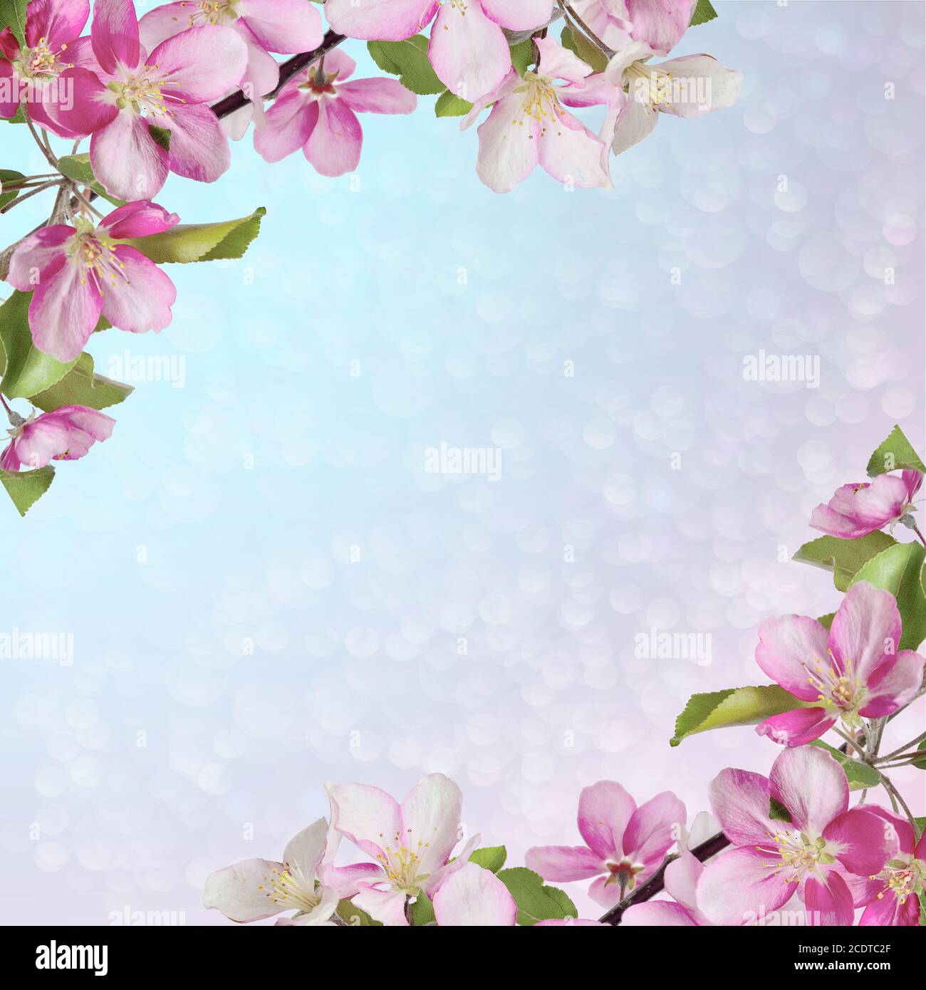 Grußkarte/Einladungskarte mit rosa Kirschblüten oder Apfelblüten Stockfoto