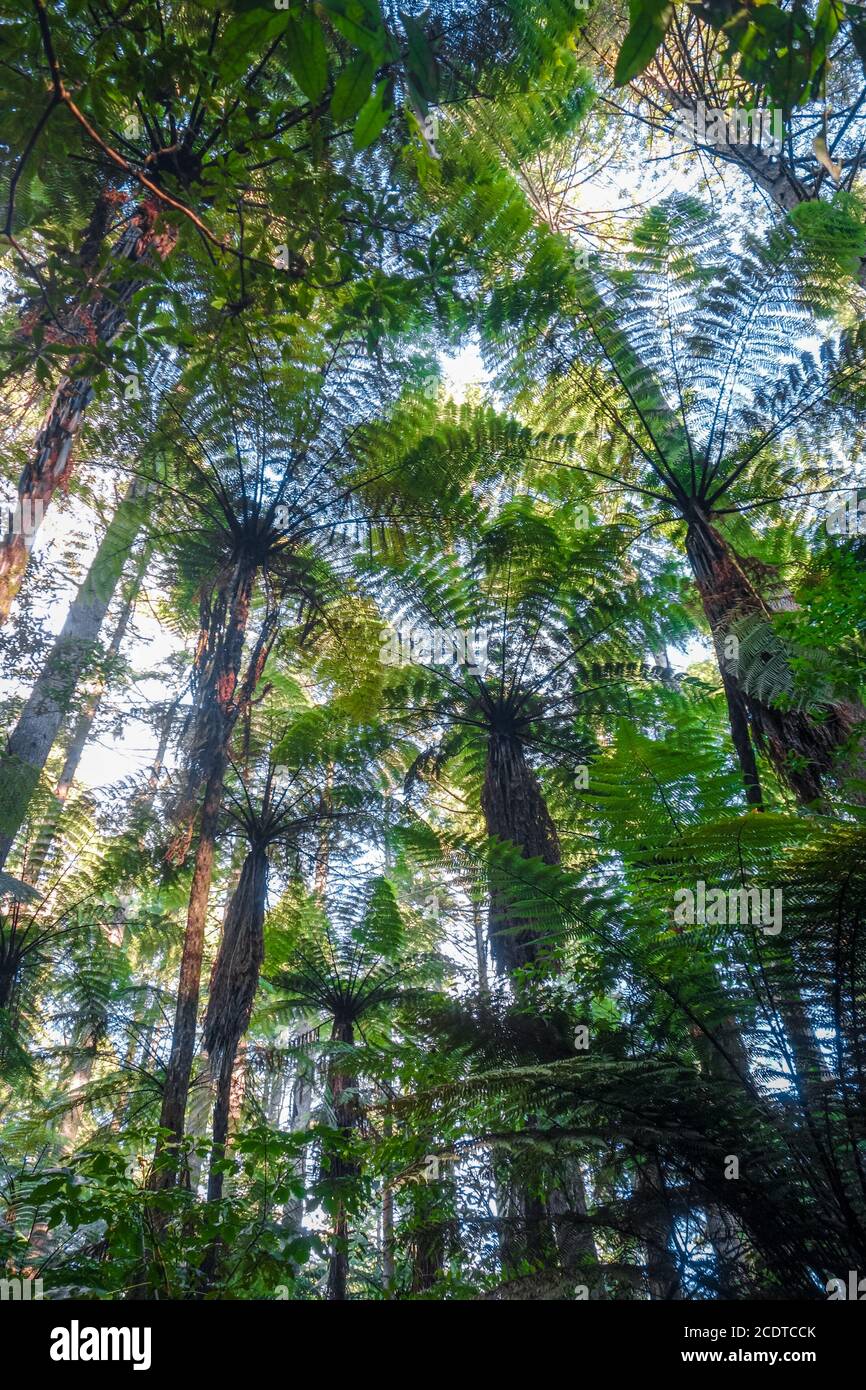 Giant Sequoia Redwood Forest, Rotorua, Neuseeland Stockfoto