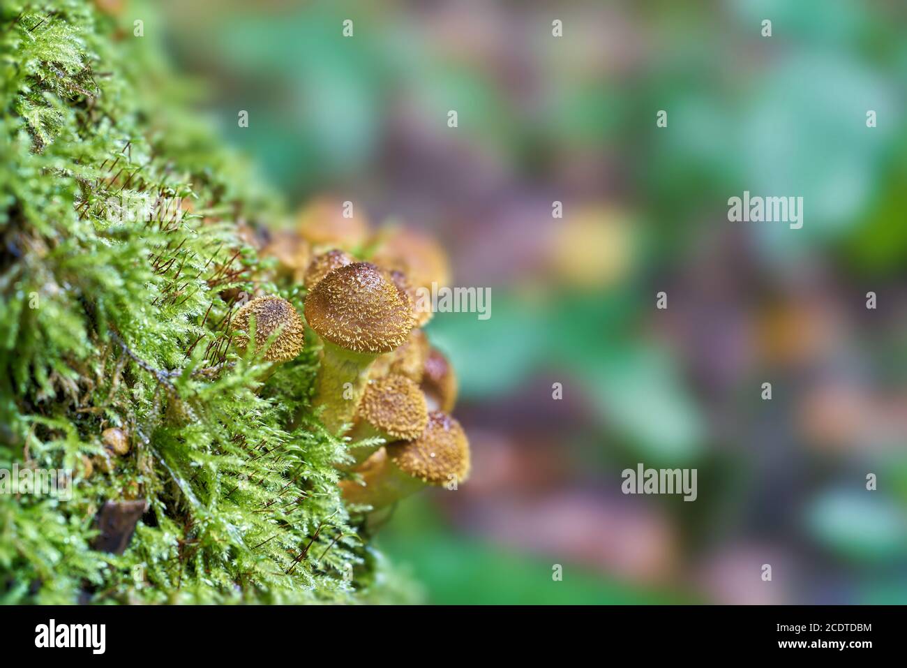 Honigpilz auf einem Baumstumpf in einem Wald hinein Herbst Stockfoto