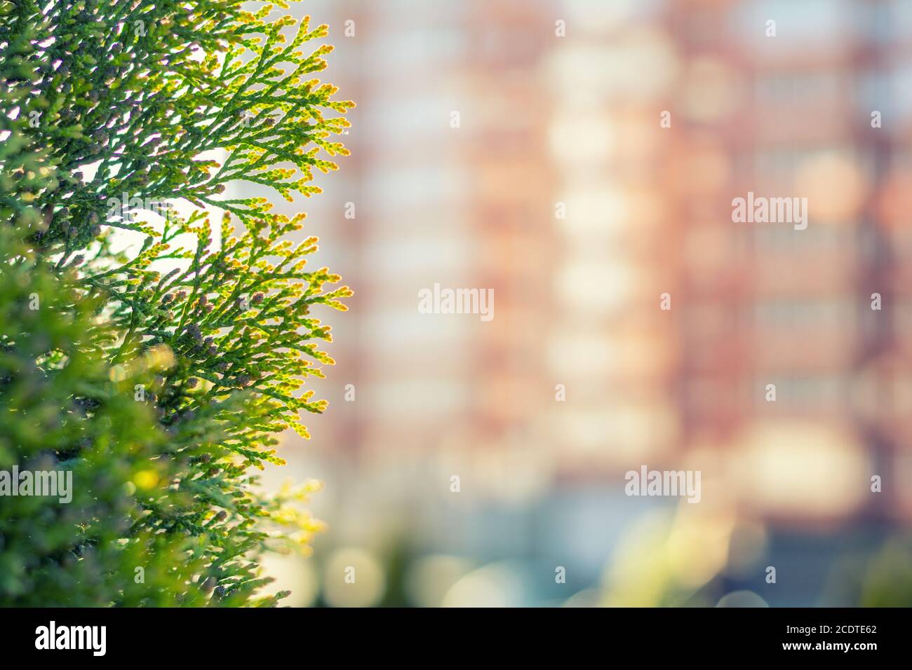 Thuja Blätter im Sonnenlicht. Großes Hochhaus ist unscharf. Im städtischen Hintergrund. Flache Tiefenschärfe, Bokeh Stockfoto