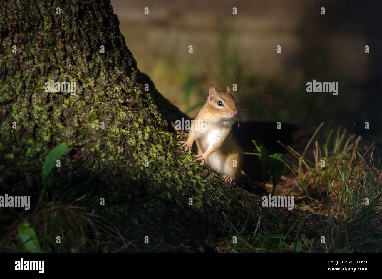 Östlicher Chipmunk (Tamias striatus) Am Abend Licht an der Basis eines Baumes Stockfoto