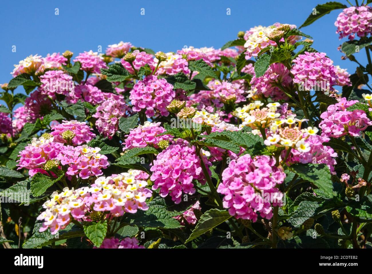 Rosa Blüten Lantana Camara blühenden Strauch Stockfoto
