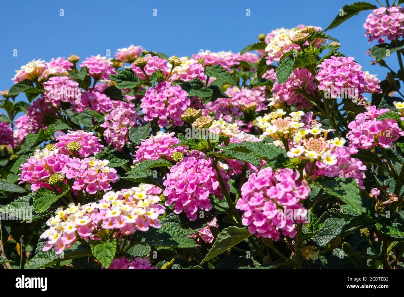 Rosa blühender strauch Fotos und Bildmaterial in hoher Auflösung Alamy