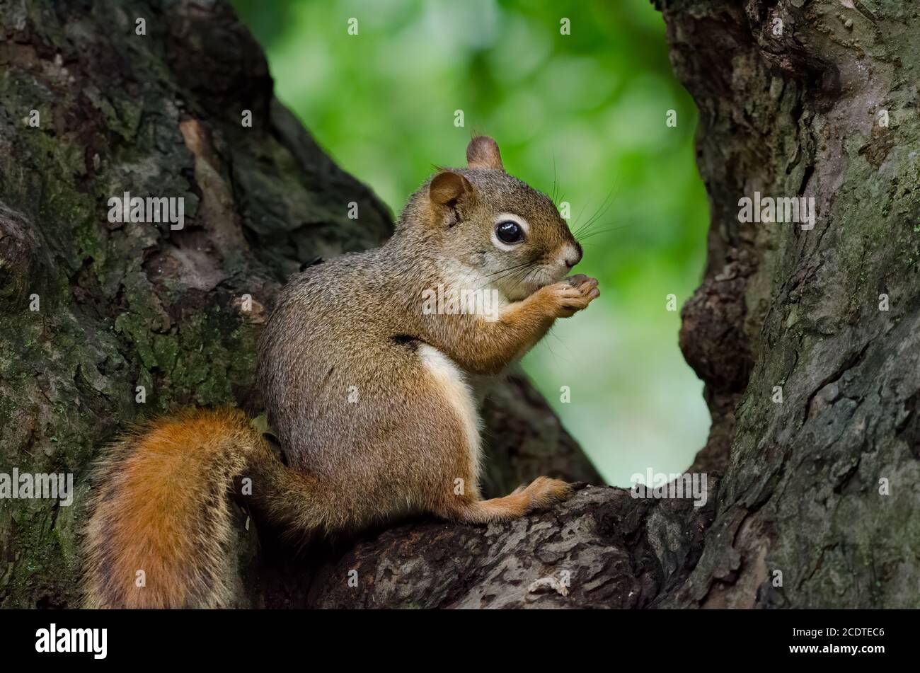 American Red Squirrel (Tamiasciurus hudsonicus) In der Baumkrume Stockfoto