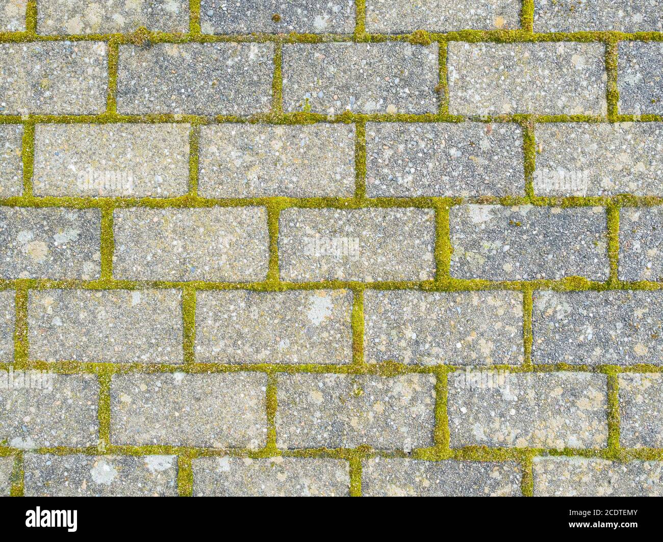 Steinpflaster mit grünem Moos Stockfoto