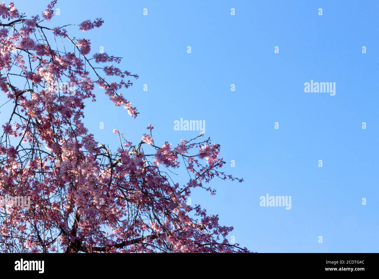 Zweige eines weinenden Kirschblütenbaumes in voller Blüte Im Frühjahr gegen einen klaren blauen Himmel mit Kopie Platz Stockfoto