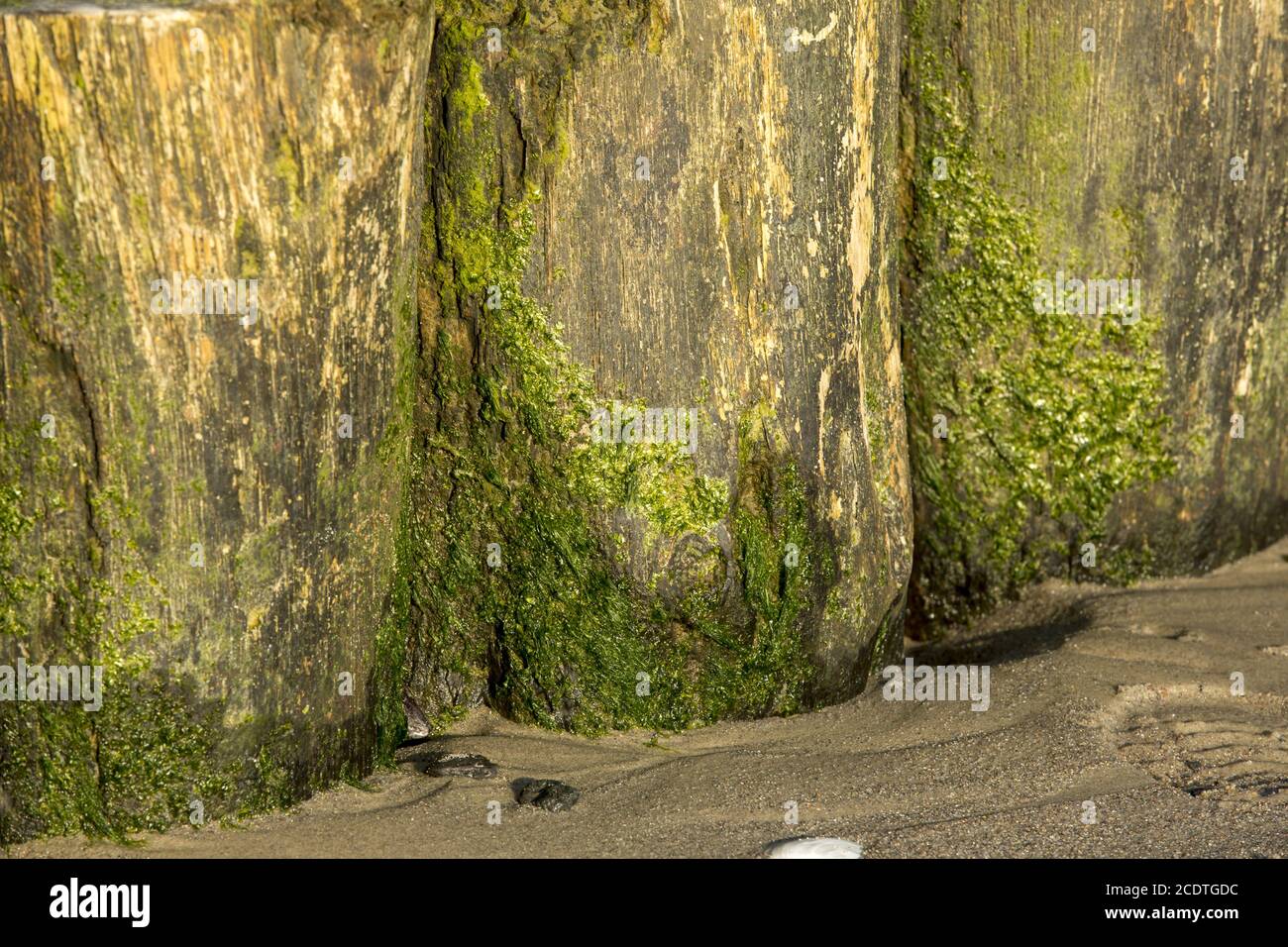 Nahaufnahme von Groynes am Sandstrand überwuchert mit Grünalgen Stockfoto