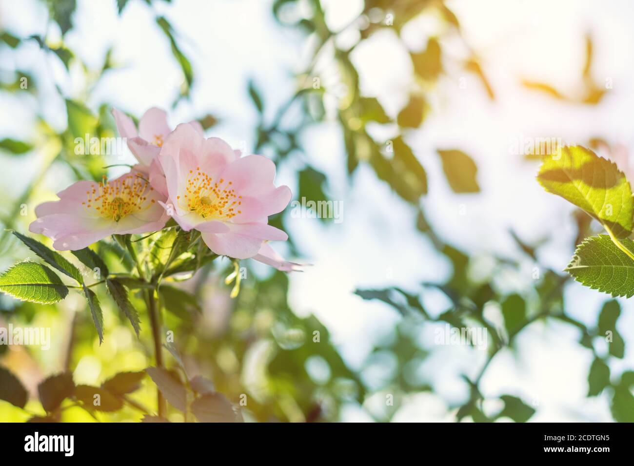 Schönen Sommer Szene mit Hund - rosa Blüten auf blauem Himmel Hintergrund. Getönten Foto. Geringe Tiefe des Feldes. Stockfoto