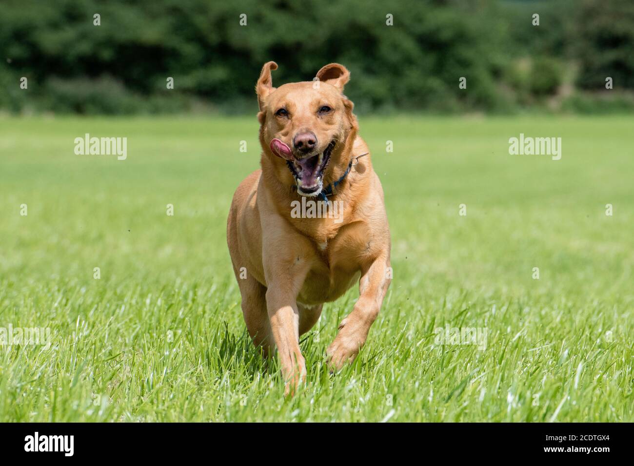 Rotfuchs Labrador läuft mit der Zunge nach außen zur Kamera Stockfoto
