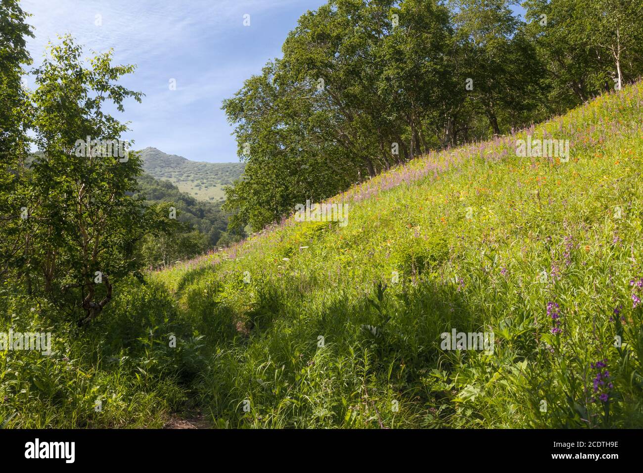 Flora Kamtschatkas. Wälder und Felder. Die Natur von Kamtschatka. Lan Stockfoto