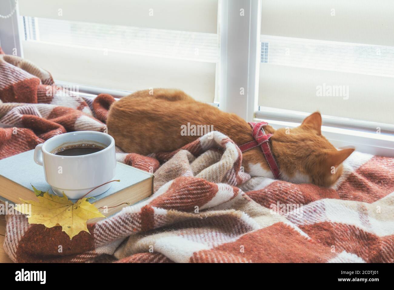 Tasse Kaffee, Buch mit Herbst gelb Blatt und rot-weiße Katze umgeben Wolldecke auf der Fensterbank Stockfoto