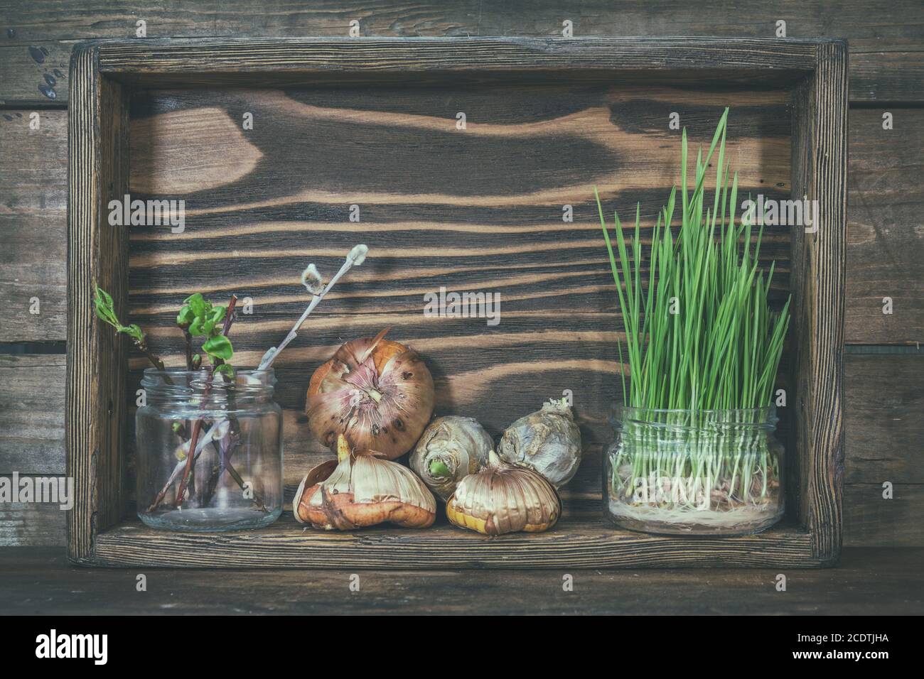 Garten- und Pflanzkonzept. Sämlinge, Gartengeräte, Knollen (Knollen) Gladiolus und Hyazinthe, Zweig von Bäumen mit Knospen in Woo Stockfoto