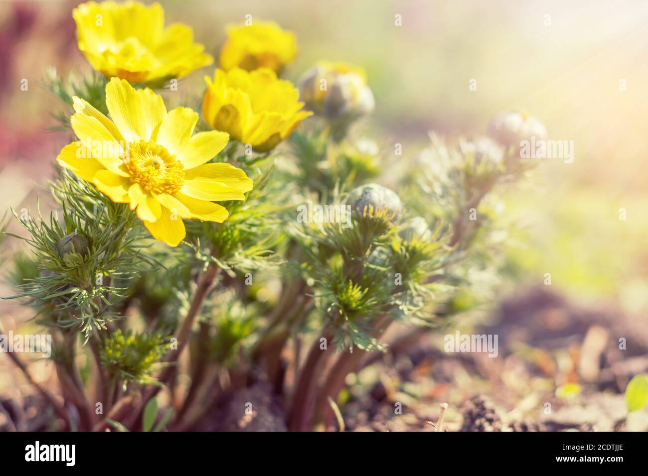 Gelb blühende Frühlingsblumen. Sonniger Tag. Es regnet an sonnigen Tagen. Niedriger Winkel. Sonnenschein. Sonnenaufgang. Geringe Schärfentiefe. SPA kopieren Stockfoto