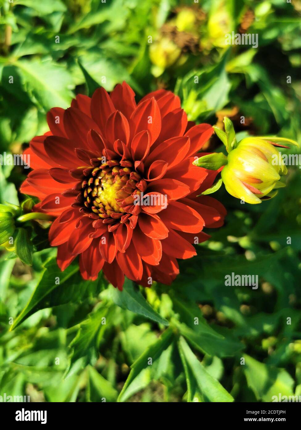 Rote Dahlien blühen im Herbst bei sonnigem Wetter Stockfoto