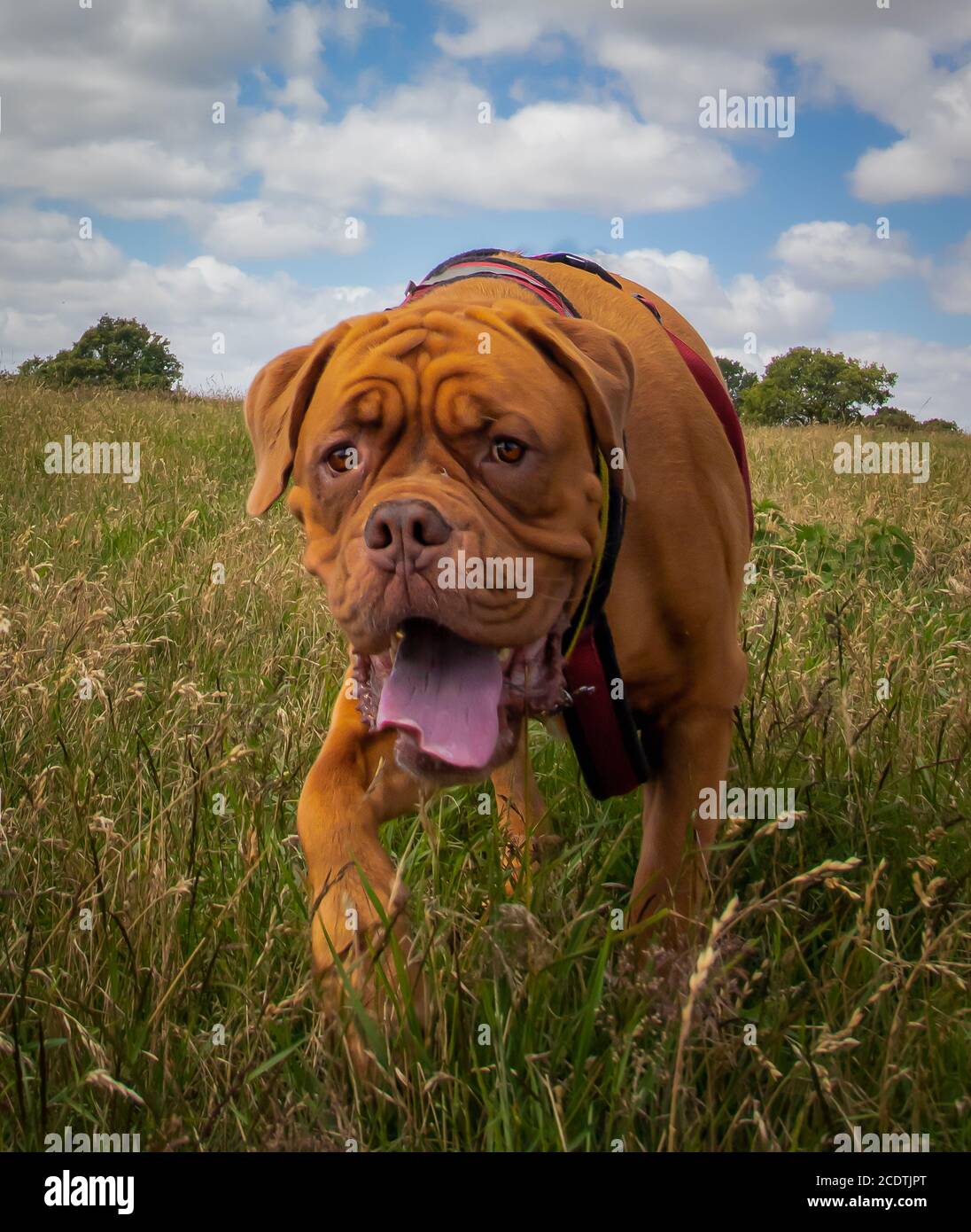 Glücklicher Hund, Hund zu Fuß in der Landschaft Stockfoto