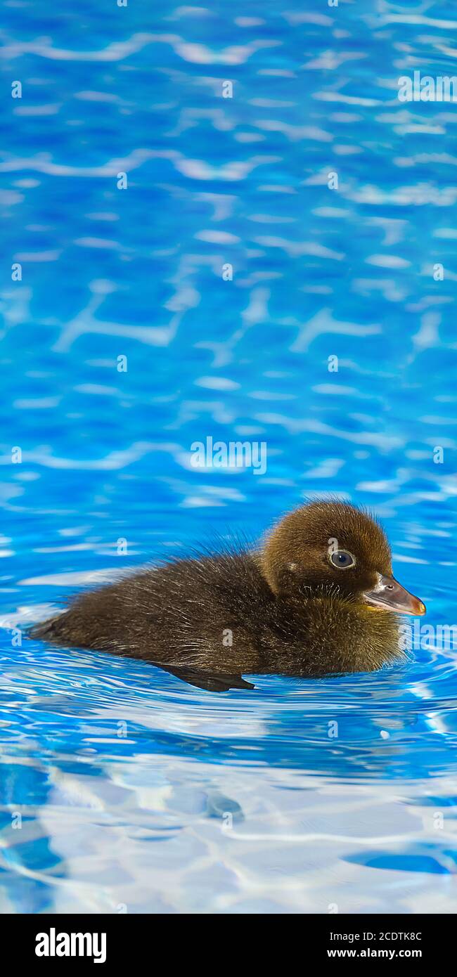 Braun kleine niedliche Ente im Schwimmbad. Schwarze Entlein Schwimmen in kristallklarem blauem Wasser sonnigen Sommertag. Stockfoto