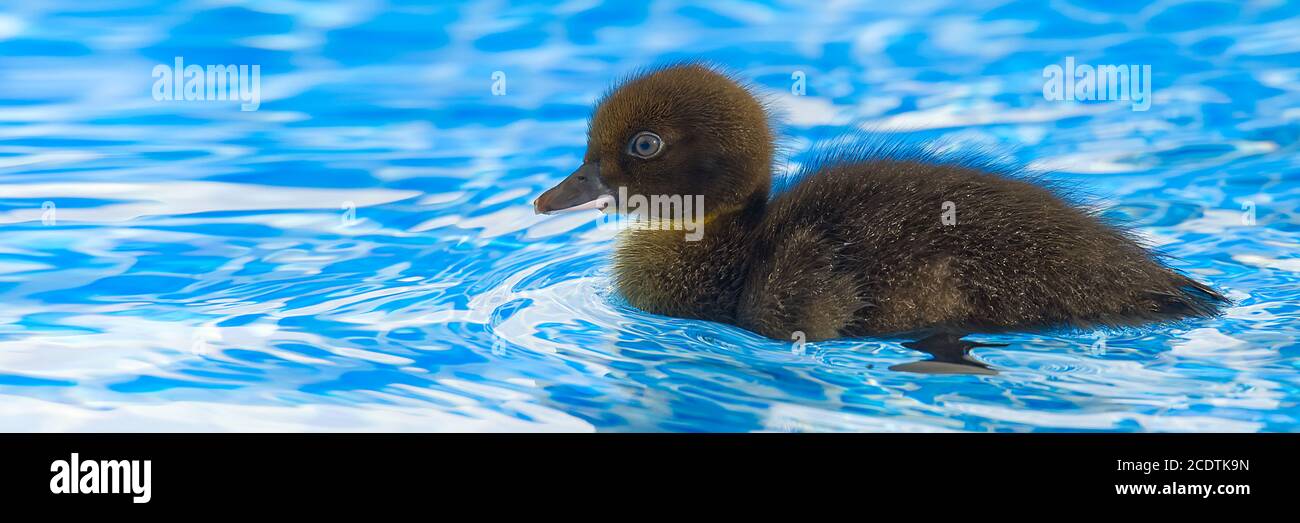 Braun kleine niedliche Ente im Schwimmbad. Schwarze Entlein Schwimmen in kristallklarem blauem Wasser sonnigen Sommertag. Stockfoto