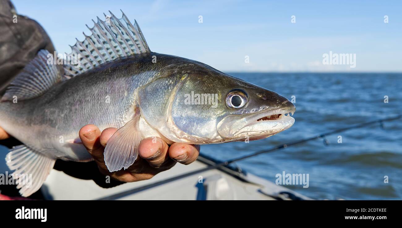 Fischer hält einen gefangenen Zander oder Zander in den Händen vor dem Hintergrund der Ostsee. Fishing Catch and Release Konzept. Zander über Freiheit. Stockfoto