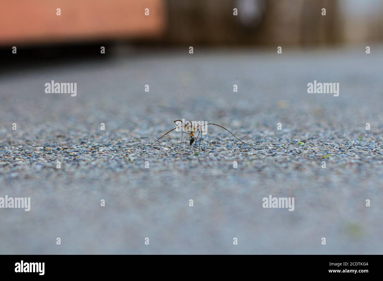 Kleine Spinne, die Käfer auf Zementboden frisst. Stockfoto