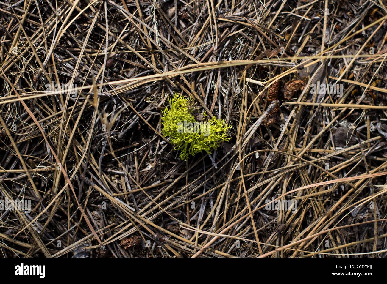 Kleiner Mooshaufen umgeben von Kiefernnadeln. Stockfoto