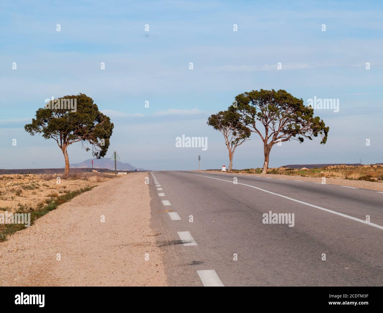 Straße in der Wüste in Tunesien, zwei Bäume im Hintergrund Stockfoto