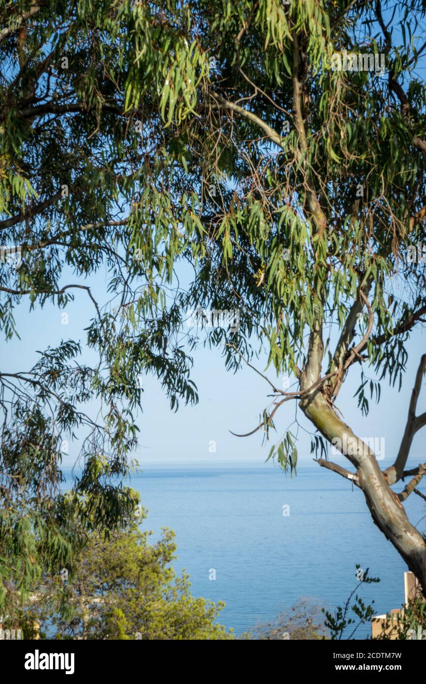 Das Meer an einem strahlenden Sommertag durch die Baumlücke in Malaga, Spanien, Europa gesehen Stockfoto