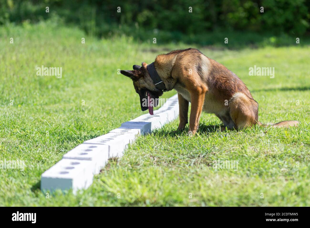 Ein bengalischer Schäferhund schnüffelt eine Reihe von Ziegel auf der Suche  nach einem mit einem versteckten Objekt. Der Hund setzt sich hin und friert  ein, um dem Besitzer zu sagen, dass er