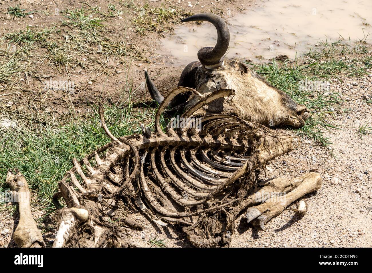 Skelett eines toten Tieres in Kenia Stockfoto