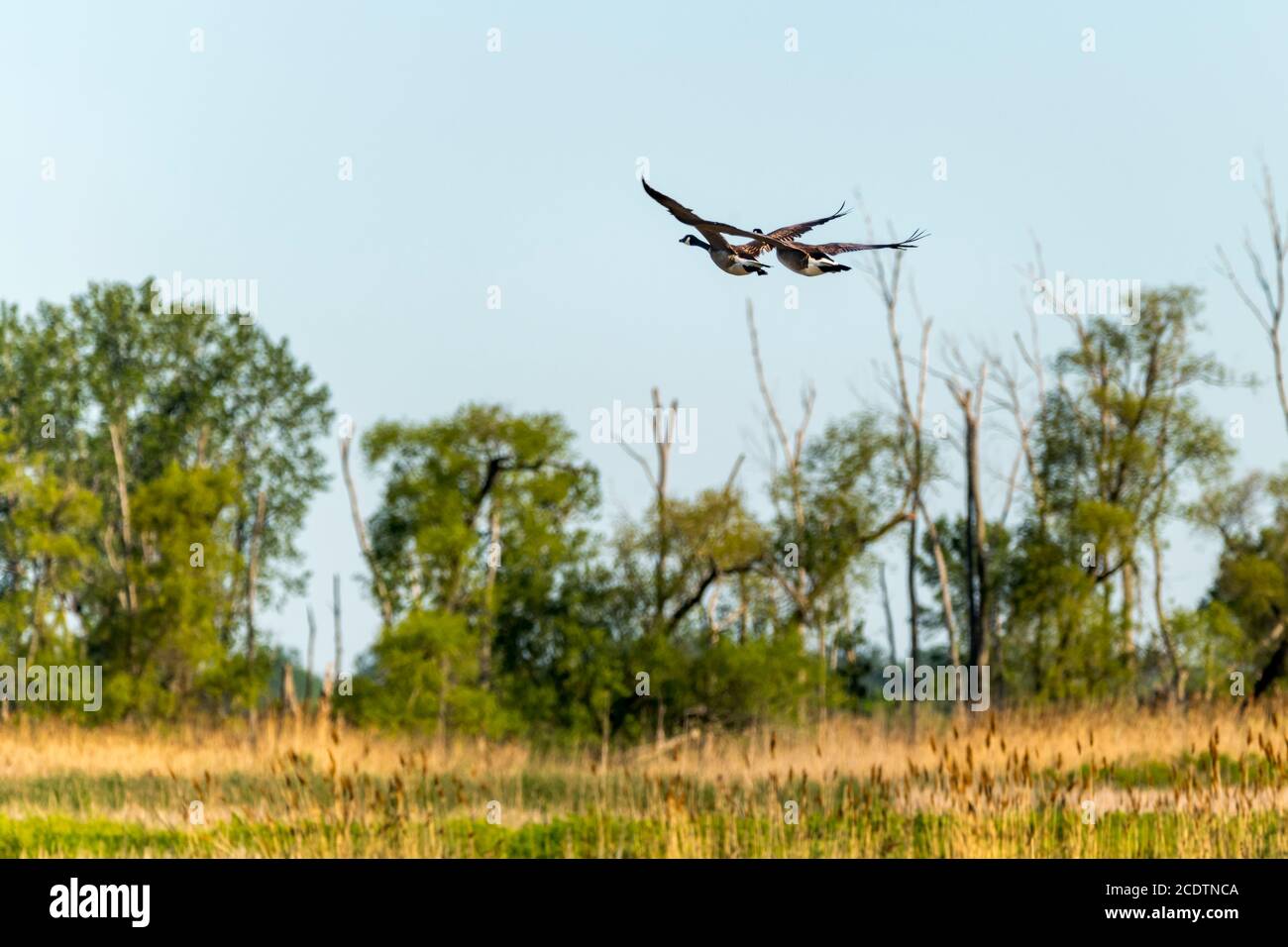 Zwei Kanadagänse fliegen über Sumpfland. Stockfoto