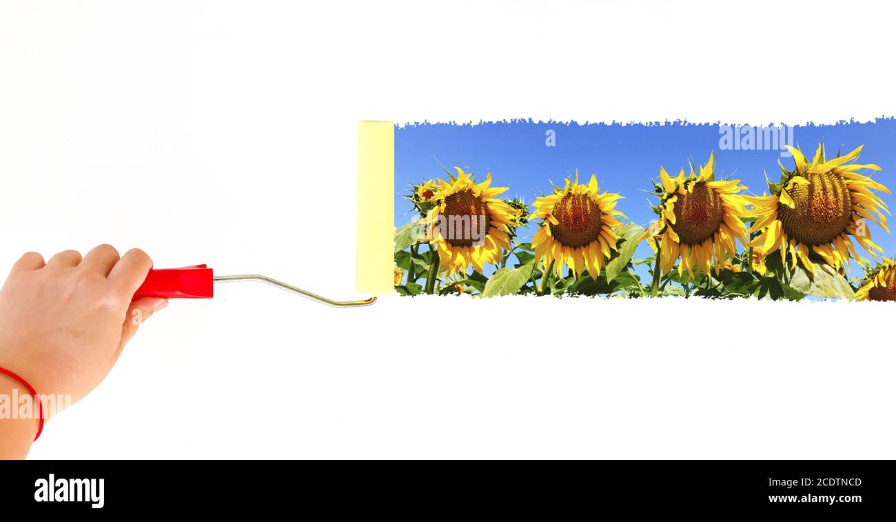Eine Person malt eine Landschaft mit Sonnenblumen auf einem weißen Wand mit einer Bürstenrolle Stockfoto