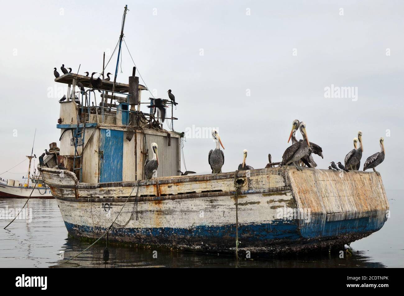 Pelikane und Kormorane Seevögel erholen auf der gebrochenen Fischerboot in regnerischen Tag. Natürliche Folge der peruanischen fauna Stockfoto