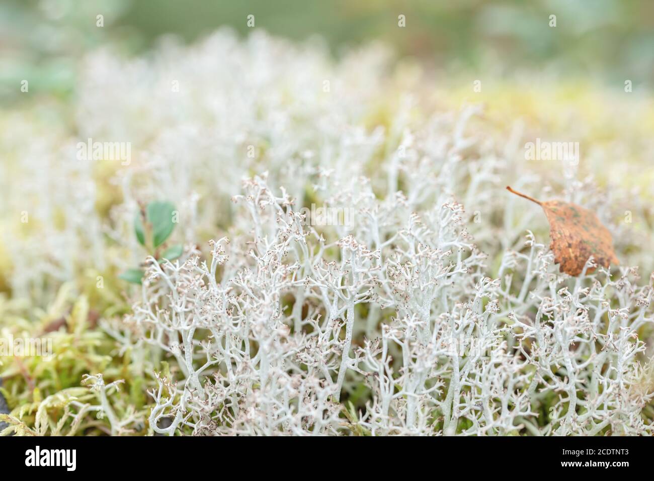 Makrofoto von hellgrünen Moosflechten im Norden skandinavischer borealer Wald Stockfoto
